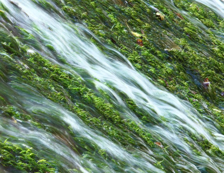 long exposure of moss within water with moving trickles throughout