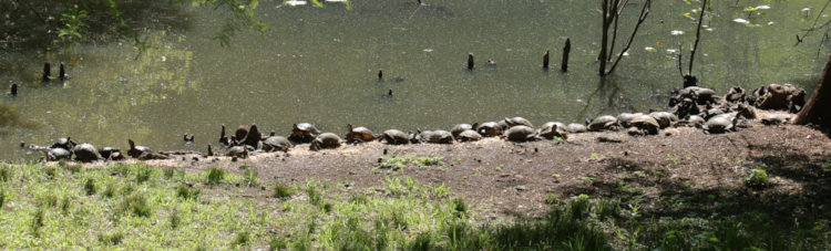 large collection of yellow-bellied sliders Trachemys scripta scripta and eastern painted turtles Chrysemys picta picta basking on pond edge, with two bebbeh nutrias Myocastor coypus thrown in for variety