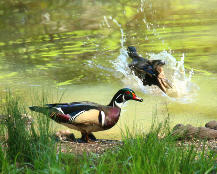 male wood duck Aix sponsa showing less color as fleeing female wood duck splashes into water