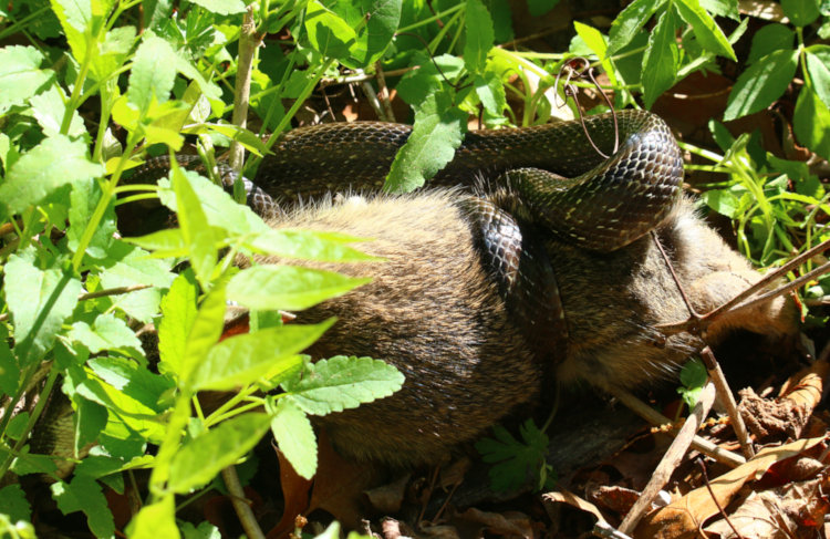 large central rat snake Pantherophis alleghaniensis with captured juvenile eastern cottontail Sylvilagus floridanus