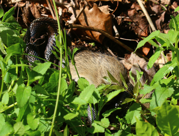 large central rat snake Pantherophis alleghaniensis with captured juvenile eastern cottontail Sylvilagus floridanus
