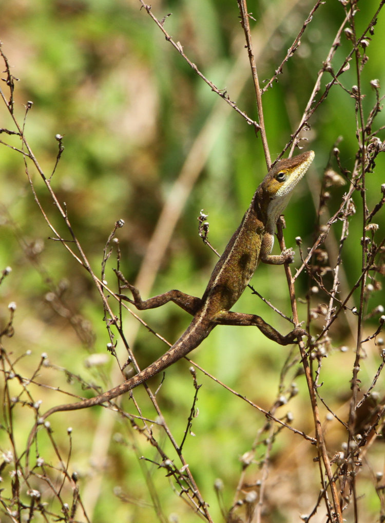 Carolina anole Anolis carolinensis with hind legs spread wide across stems of dead weed