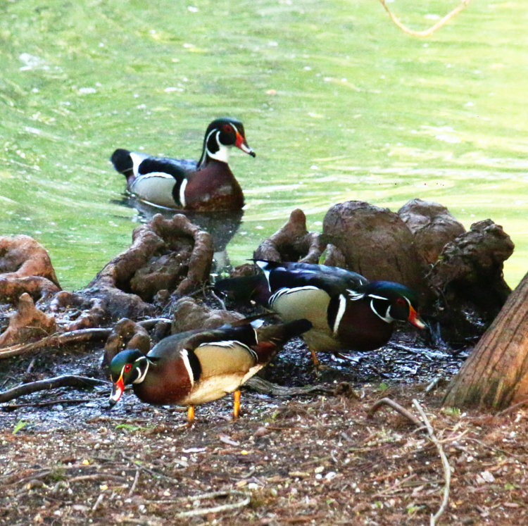 three adult male wood ducks Aix sponsa examing The Point for remaining corn