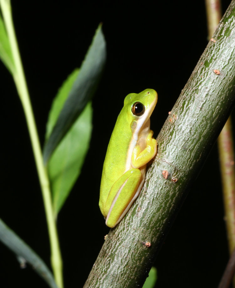 juvenile green treefrog Dryophytes cinereus on weeping willow Salix babylonica trunk