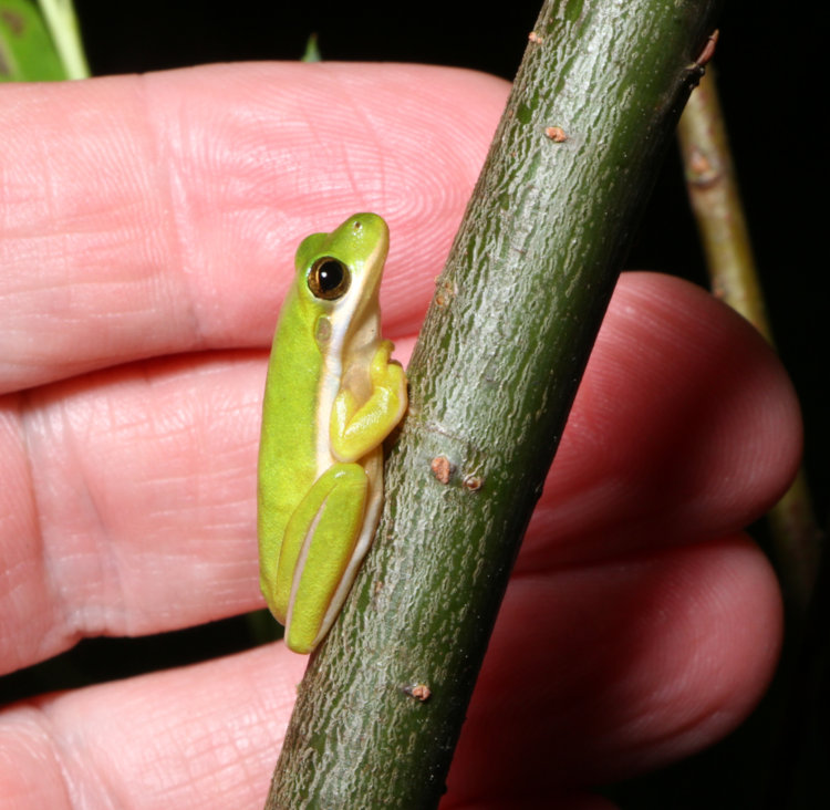 juvenile green treefrog Dryophytes cinereus on weeping willow Salix babylonica trunk, with author's fingers for scale