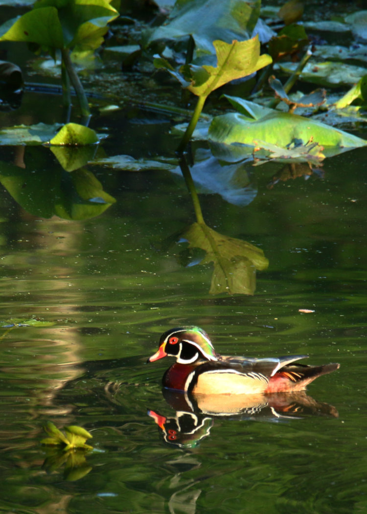 male wood duck Aix sponsa cruiding past yellow cow lilies Nuphar lutea