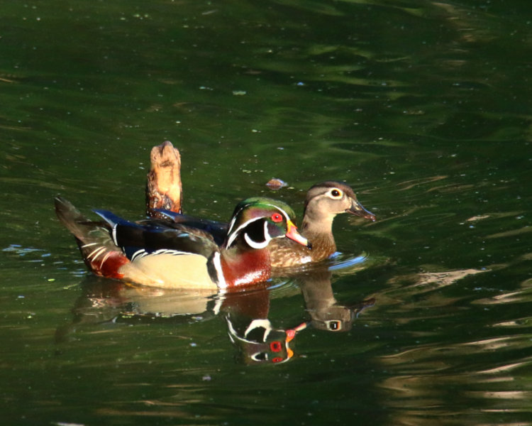 adult male and female wood duck Aix sponsa swimming together in late afternoon light