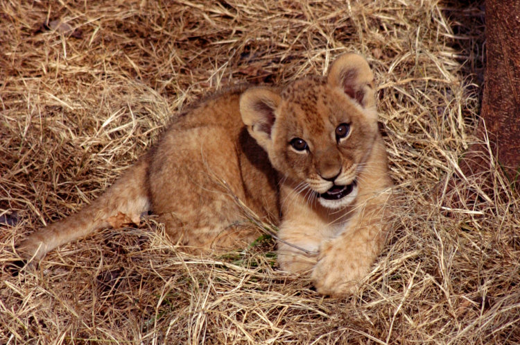 African lion Panthera leo cub looking impish