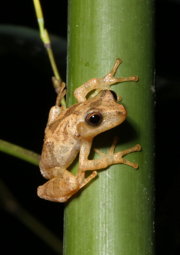 spring peeper Pseudacris crucifer ready to leap from bamboo