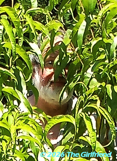 The authoer peering through the thick foliage of the almond tree; image by The Girlfriend