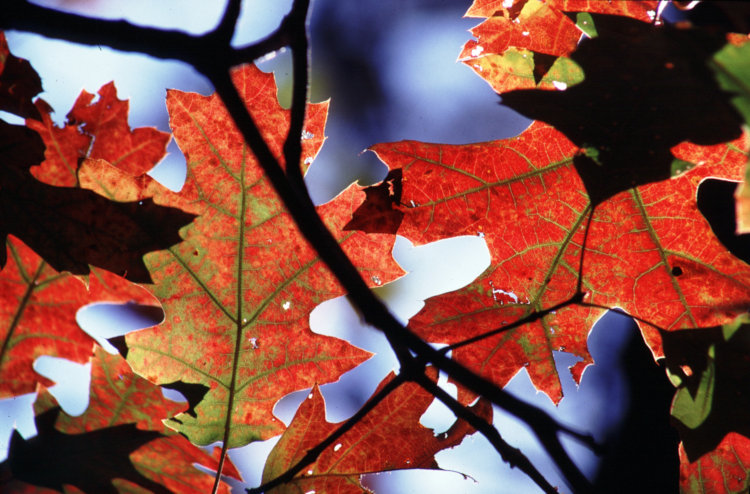 backlit oak leaves in process of changing color for autumn