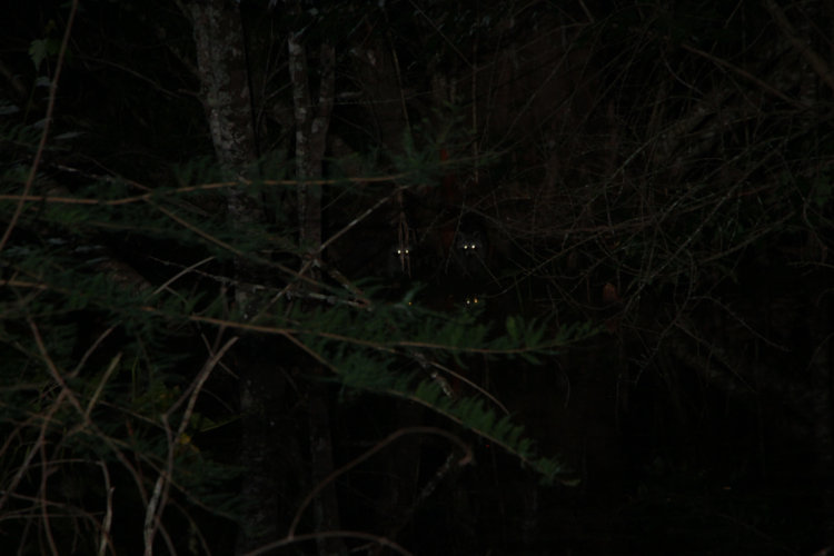 eye reflections from a pair of North American raccoons Procyon lotor and the water beneath