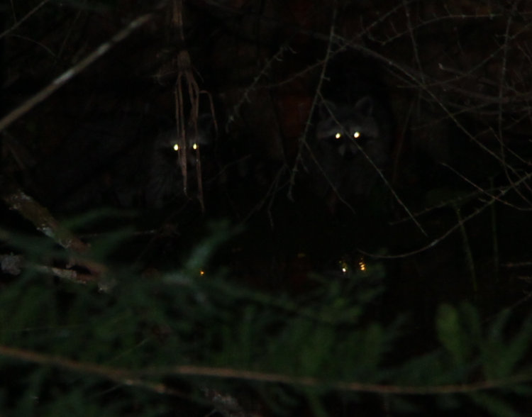 closer view of eye reflections from pair of North American raccoons Procyon lotor and the water beneath