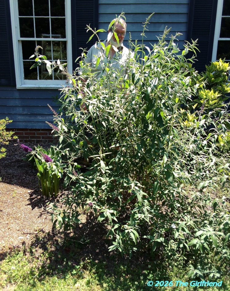 black knight butterfly bush Buddleja davidii with author behind for scale, image by The Girlfriend