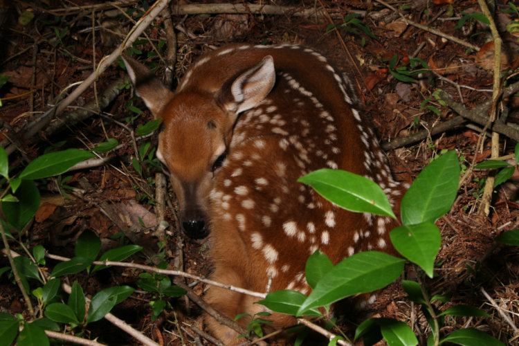 young male white-tailed deer Odocoileus virginianus fawn sleeping in thin foliage at night