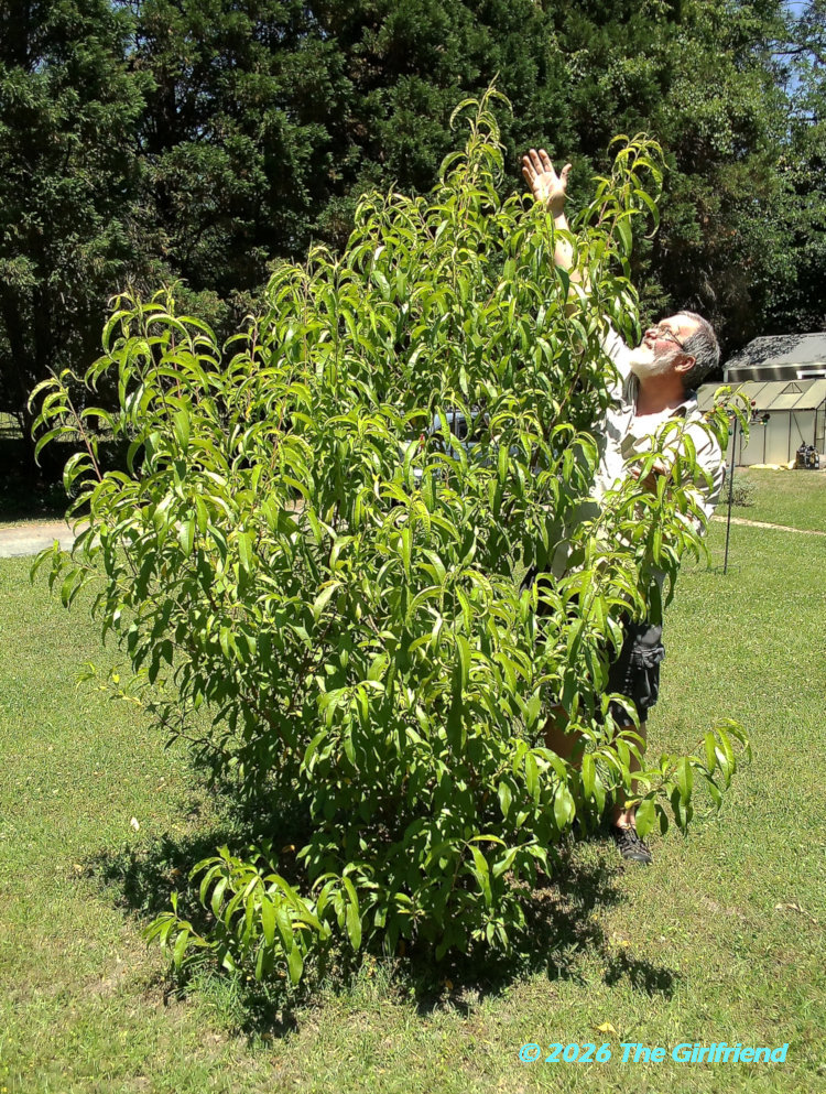 author unable to reach top leaves of almond tree; image by The Girlfriend