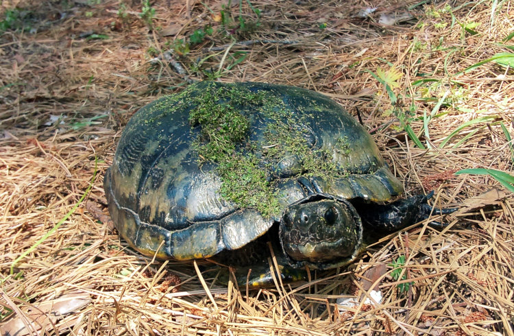 yellow-bellied slider Trachemys scripta scripta likely returning from laying eggs