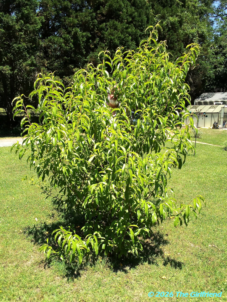 almond tree on Walkabout Estates growing exuberantly; image by The Girlfriend