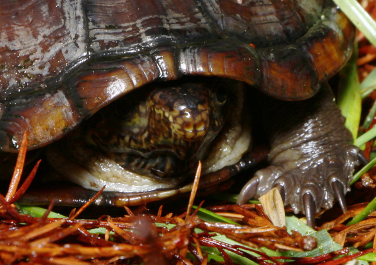 closeup of likely eastern mud turtle Kinosternon subrubrum mostly hidden within shell