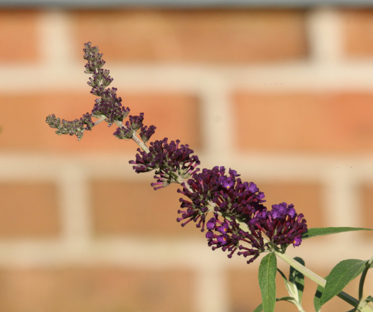 newly blossoming butterfly bush Buddleja davidii flower spike forked at end