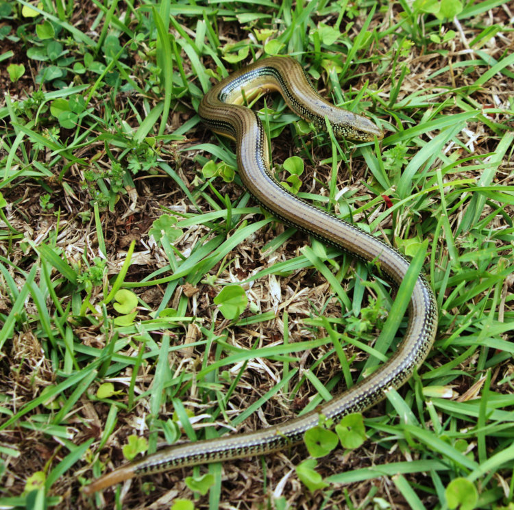 eastern glass lizard Ophisaurus ventralis in grass