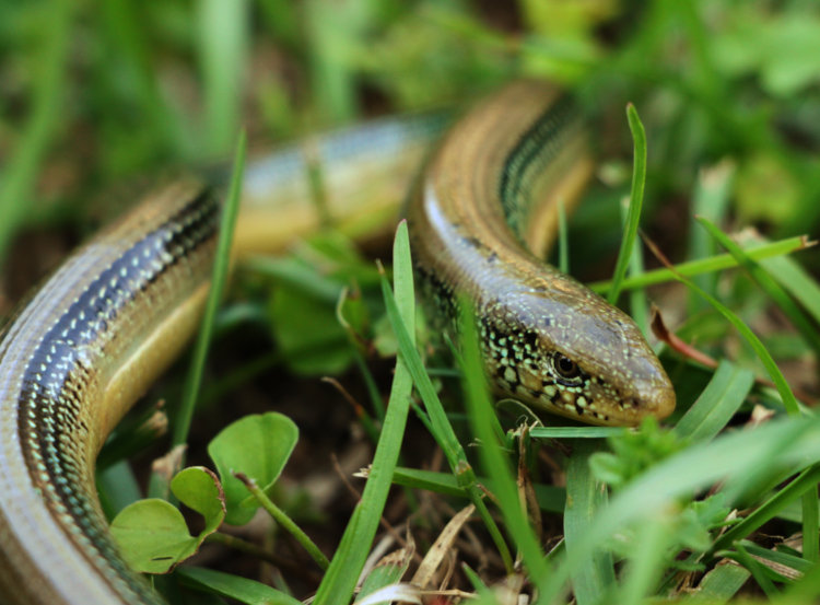 eastern glass lizard Ophisaurus ventralis portrait in grass