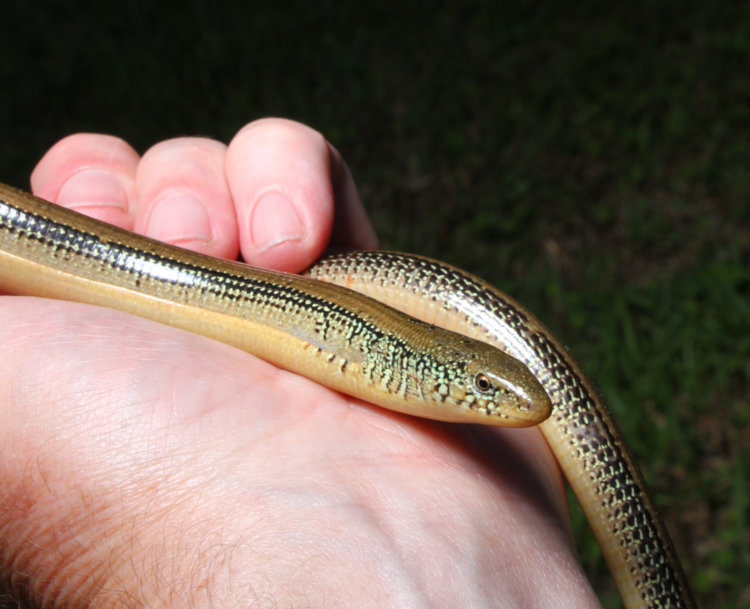 eastern glass lizard Ophisaurus ventralis in author's hand