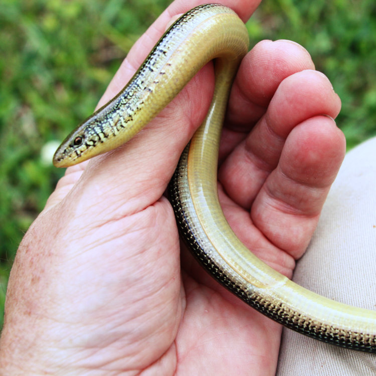 eastern glass lizard Ophisaurus ventralis in author's hand showing cloaca