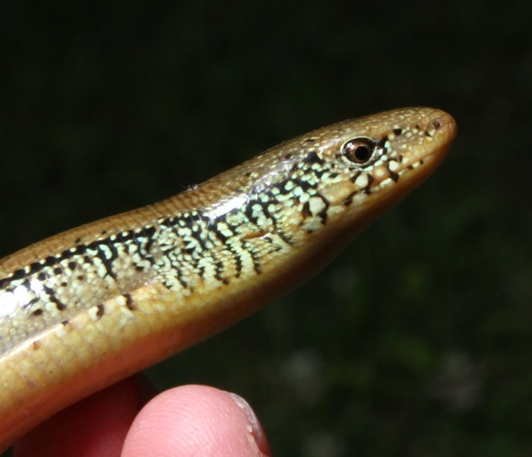 eastern glass lizard Ophisaurus ventralis profile showing ear