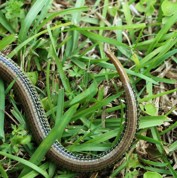 eastern glass lizard Ophisaurus ventralis tail showing regrowth after detaching in the past