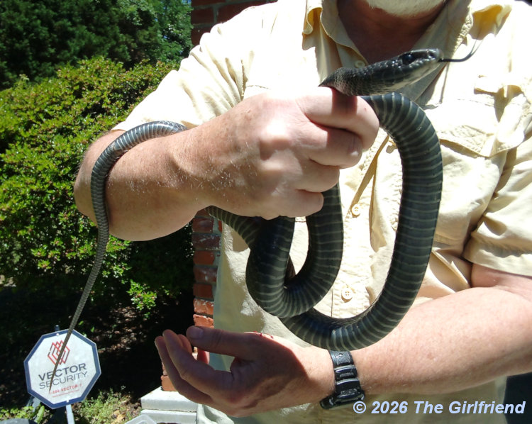 eastern racer Coluber constrictor in author's hand with tongue extended; photo by The Girlfriend