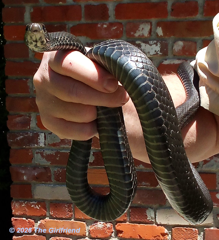 underside of eastern racer Coluber constrictor held in author's hand; photo by The Girlfriend