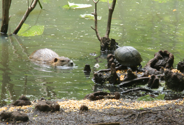 yellow-bellied slider Trachemys scripta scripta perched high on knees of bald cypress Taxodium distichum overlooking feeding nutria Myocastor coypus in water