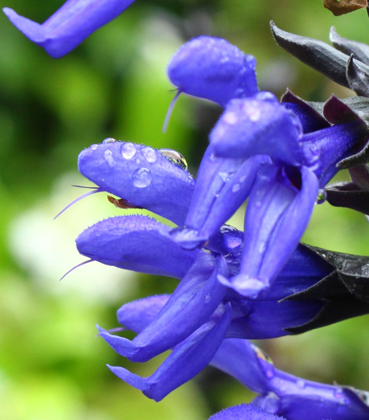 closeup of blossoms of blue salvia or sage showing raindrops