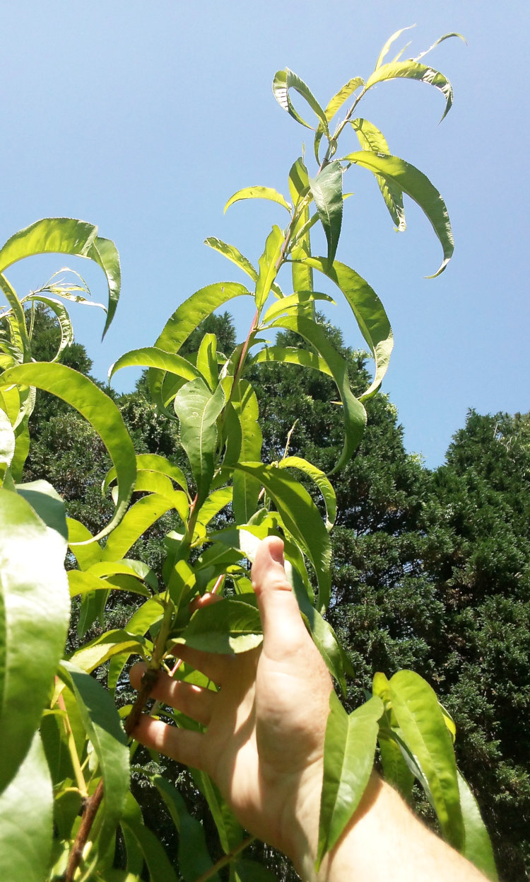 author's hand against knot of maximum growth of almond tree, as of last winter