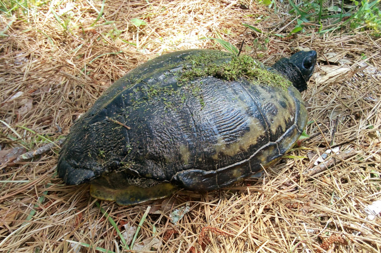 yellow-bellied slider Trachemys scripta scripta with large portion of hind carapace missing from injury long past