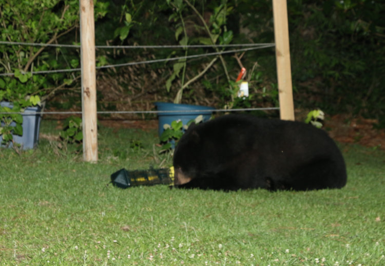 American black bear Ursus americanus scavenging birdseed out of downed bird feeder in yard