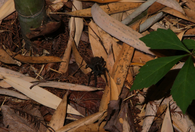 wolf spider Lycosidae in leaf litter, sans reflections from light