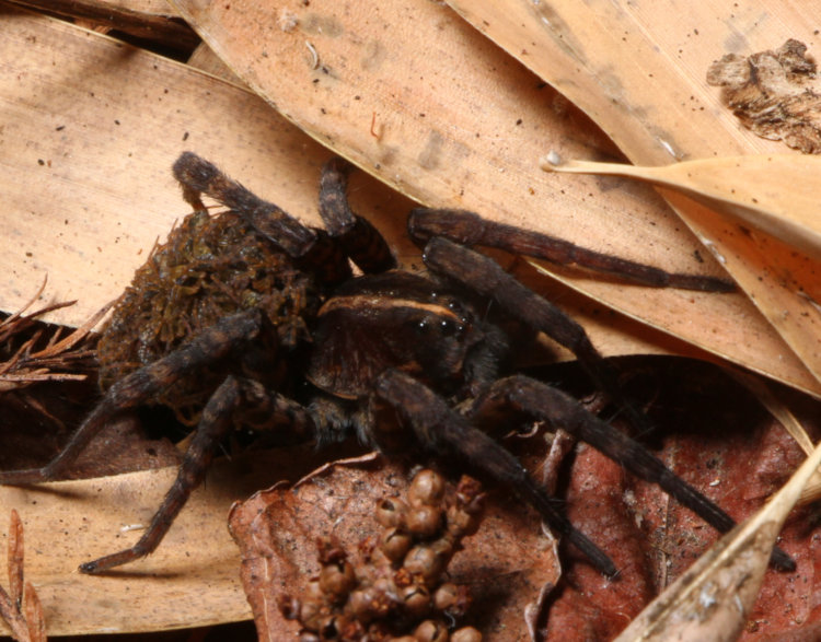 closeup of adult female wolf spider Lycosidae with new brood on its abdomen