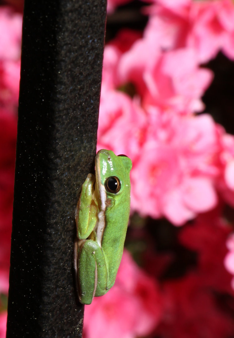 juvenile green treefrog Dryophytes cinereus failing to blend in with pink azaleas