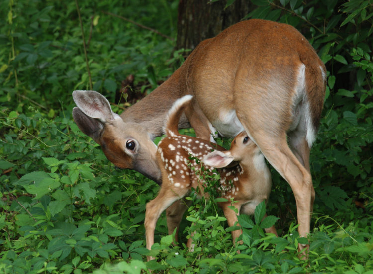 white-tailed deer Odocoileus virginianus doe nursing fawn while encouraging it to defecate