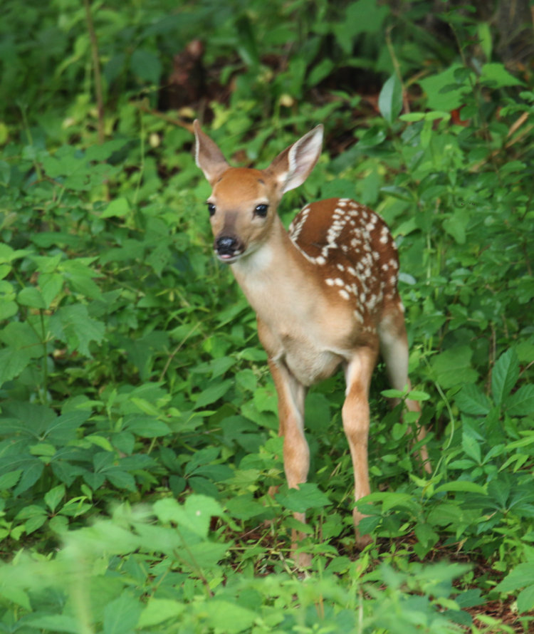 male white-tailed deer Odocoileus virginianus fawn venturing a few steps from its mother