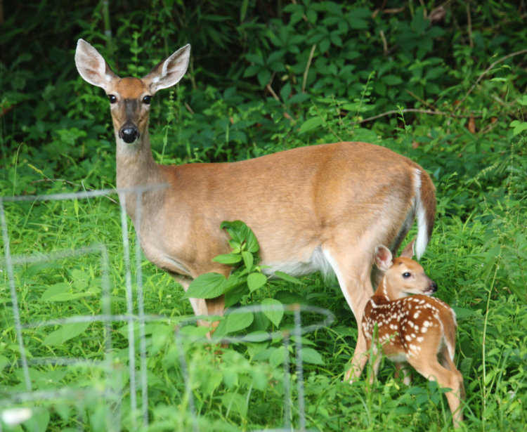 white-tailed deer Odocoileus virginianus doe staring straight at photographer while nursing fawn