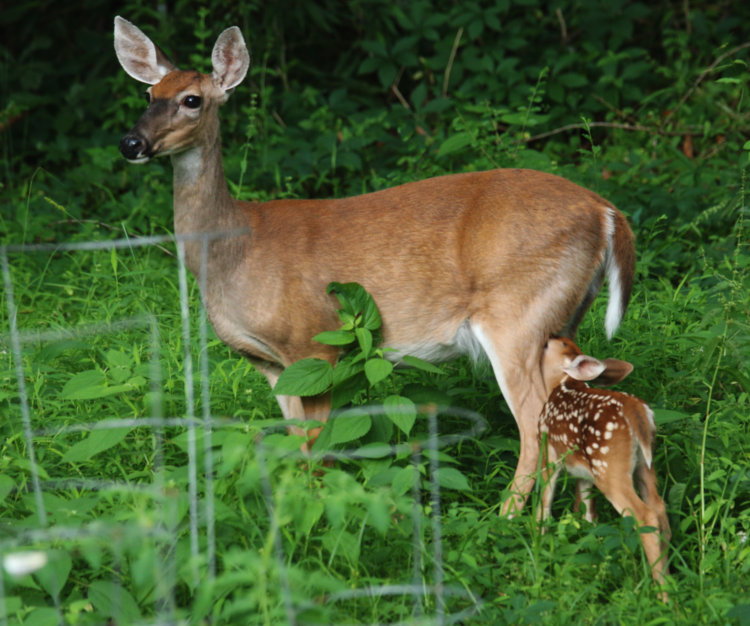 white-tailed deer Odocoileus virginianus doe not staring straight at photographer while nursing fawn