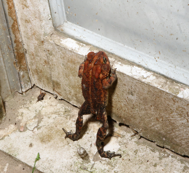 southern toad Anaxyrus terrestris standing on hind legs at window to Walkabout Studios/Deep 13