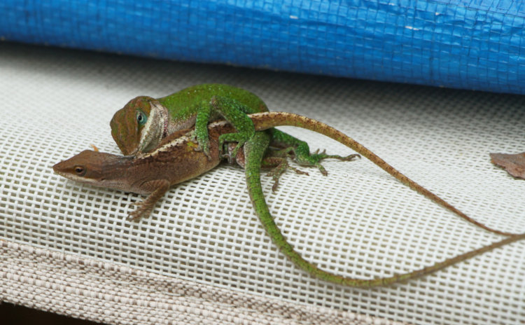 pair of adult Carolina anoles Anolis carolinensis mating on hammock on back deck