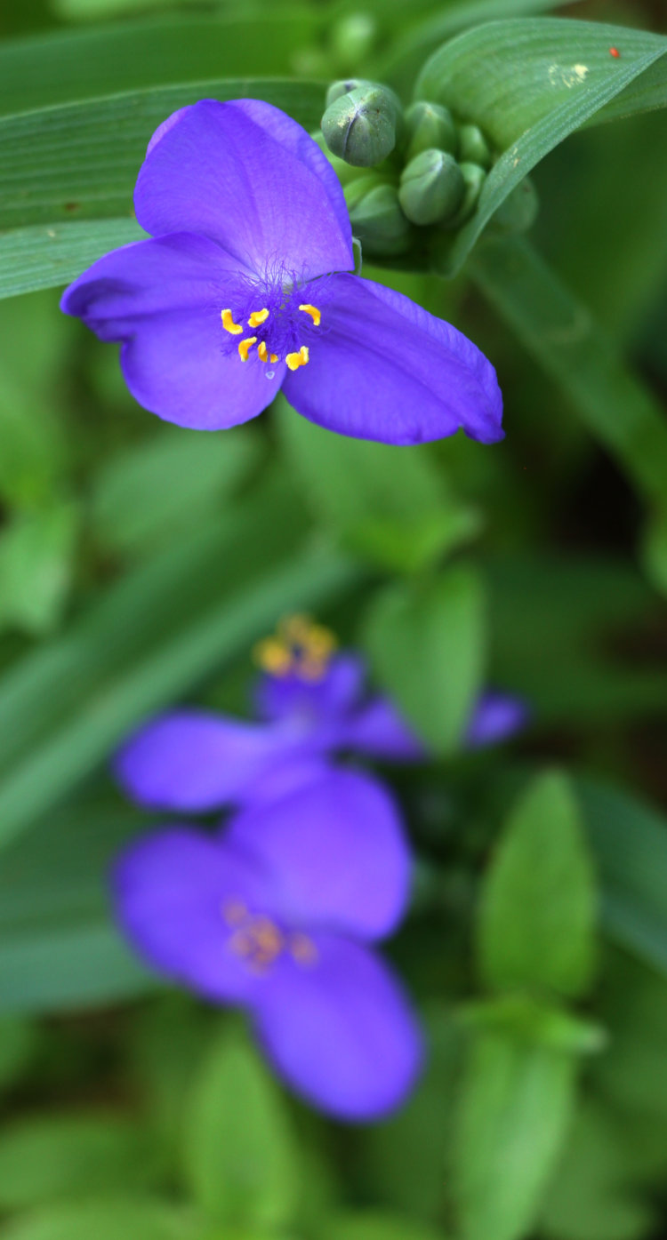 two blossoms of hairy-stem spiderwort Tradescantia hirsuticaulis