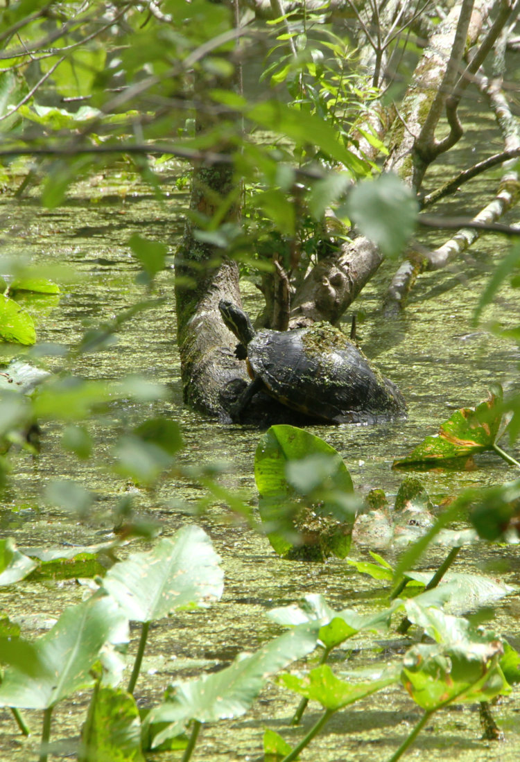yellow-bellied slider Trachemys scripta scripta basking on Turtle Island