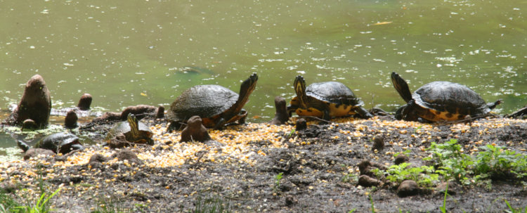 collection of turtles sunning themselves on World Turtle Day
