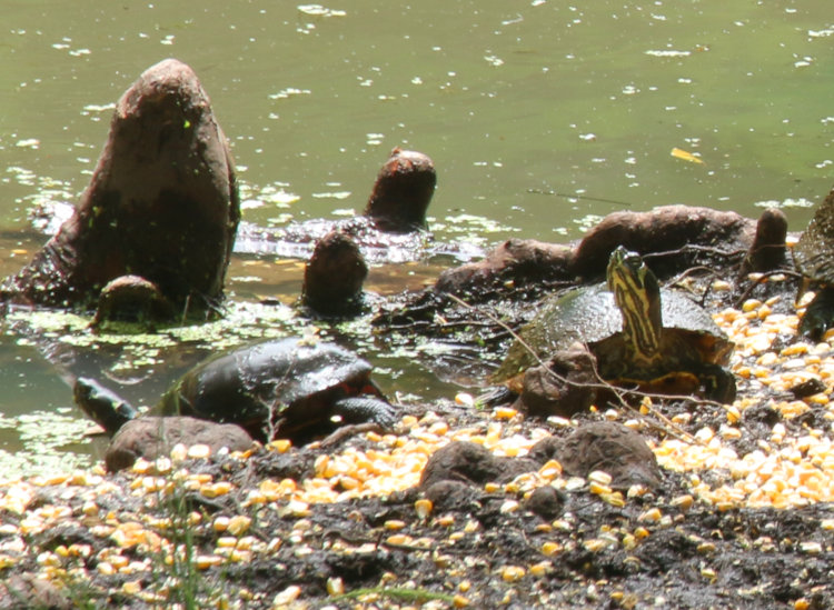 yellow-bellied slider Trachemys scripta scripta and possibly eastern painted turtle Chrysemys picta picta sunning themselves on pond edge